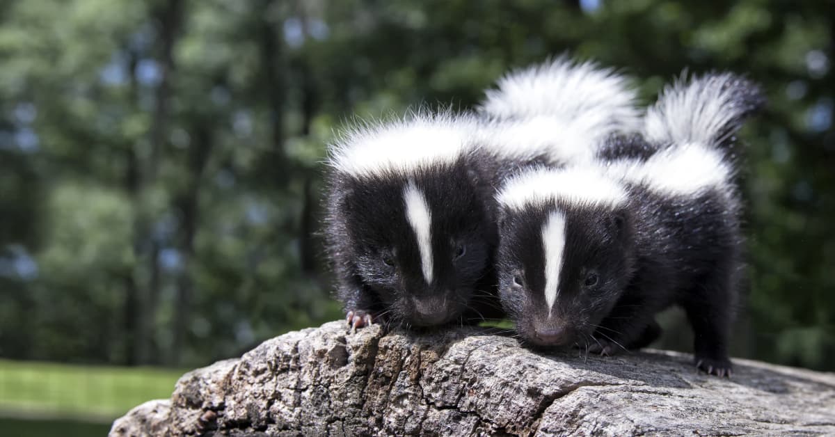 Family of Skunks Crossing the Street Is Unexpectedly Adorable ...