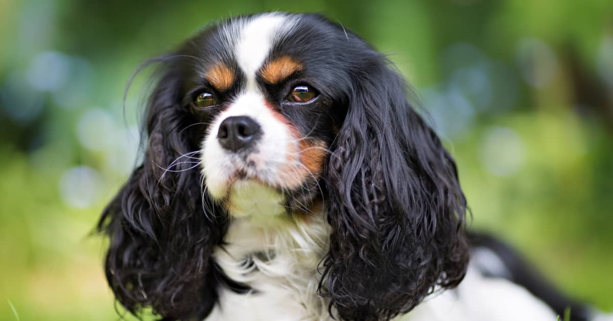 Cavalier King Charles Spaniel Not Letting Anyone Play in His Pool Is ...