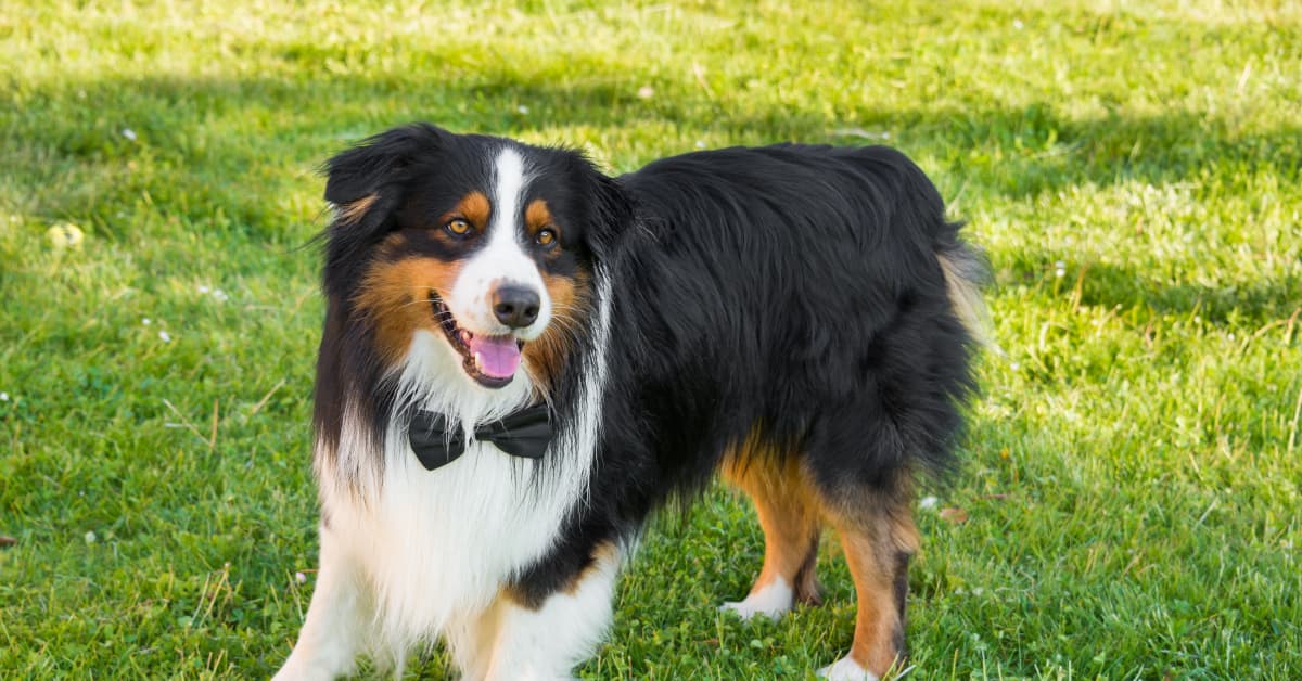 Groom's Special 'Father-Dogter Dance' with His Australian Shepherd Is ...