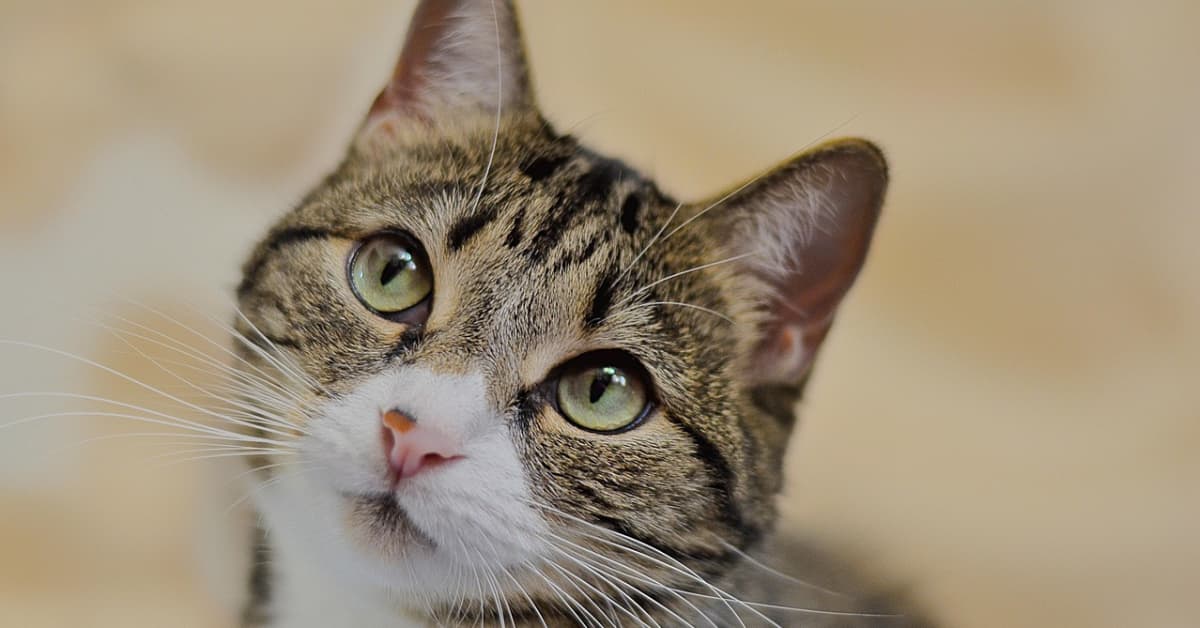 San Diego Wine Bar Filled With Adoptable Cats Is a Must-Visit ...