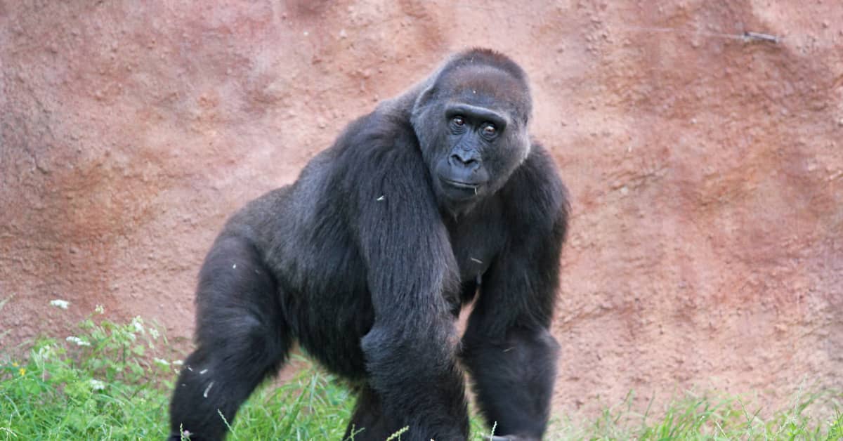 Video of Dog Getting Into Gorilla Enclosure at the San Diego Zoo Is