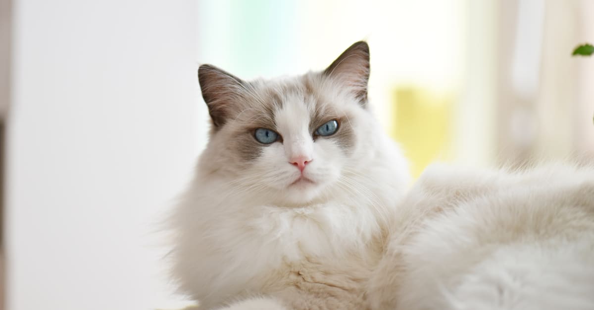 Ragdoll Cat’s Reaction to Finally Having Her Own Kittens Is So Touching ...