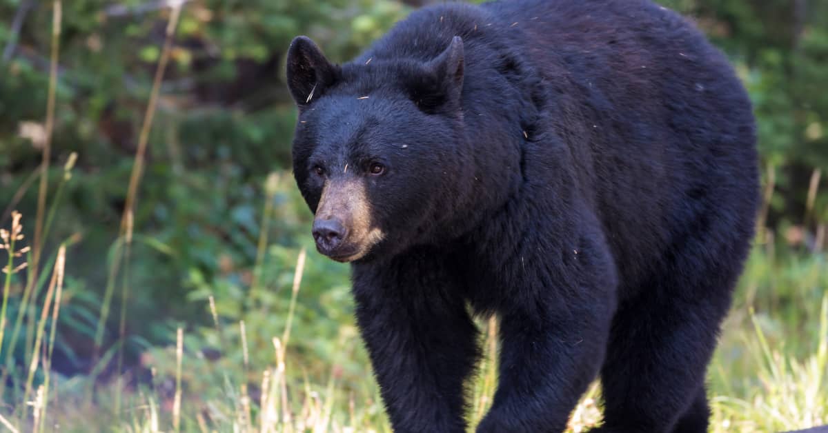 Hikers' Encounter With Black Bear on Tennessee Trail Has People Talking ...