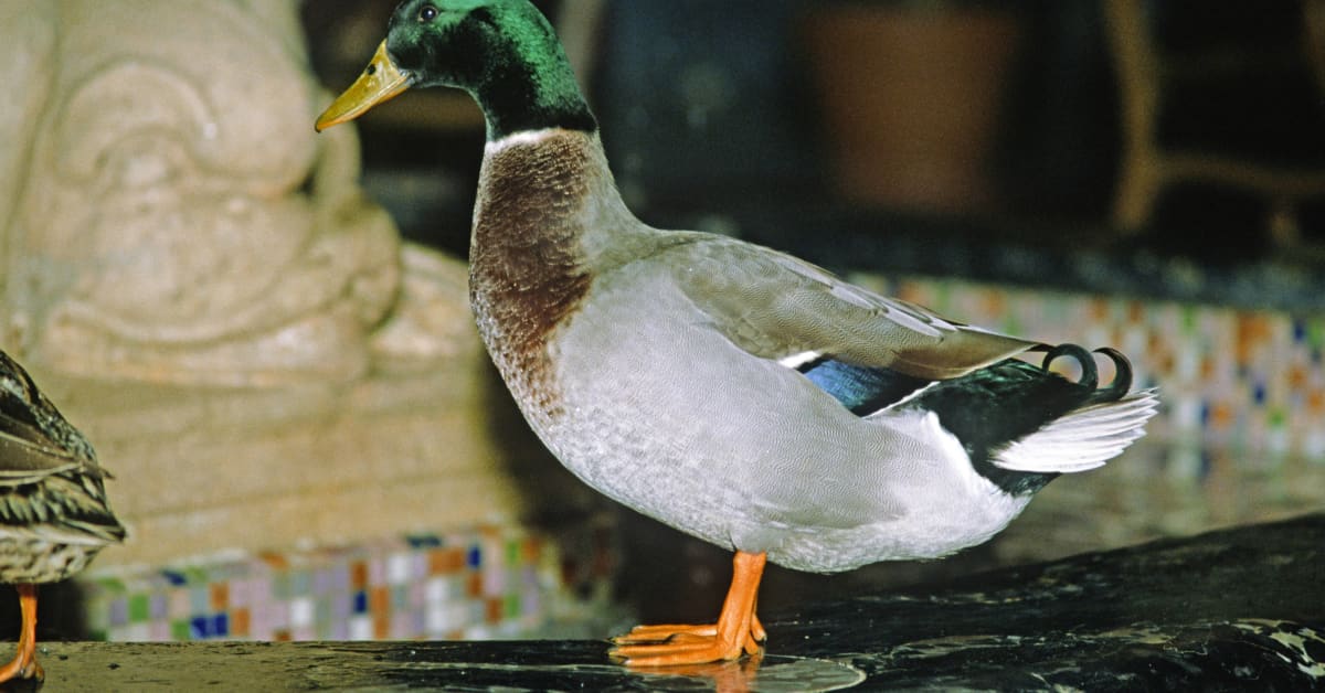 Viral Video of Famous Memphis 'Peabody Ducks' Boarding the Elevator Is
