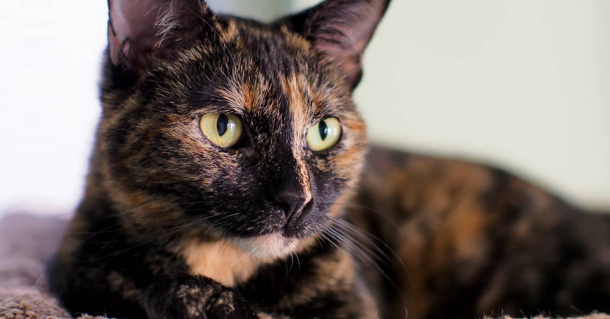 Video of Sweet Cat Enjoying 'Head Brushies' Totally Made Our Day ...