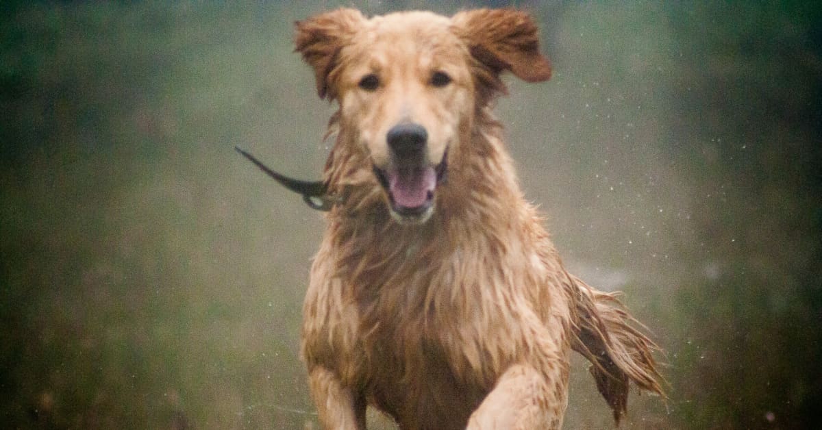 Video of Golden Retrievers Enjoying the Summer Rain Is a Major Timeline