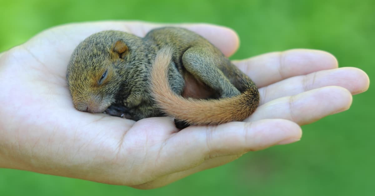 Man's Story of Rescuing a Crying Baby Squirrel Is Touching People's ...