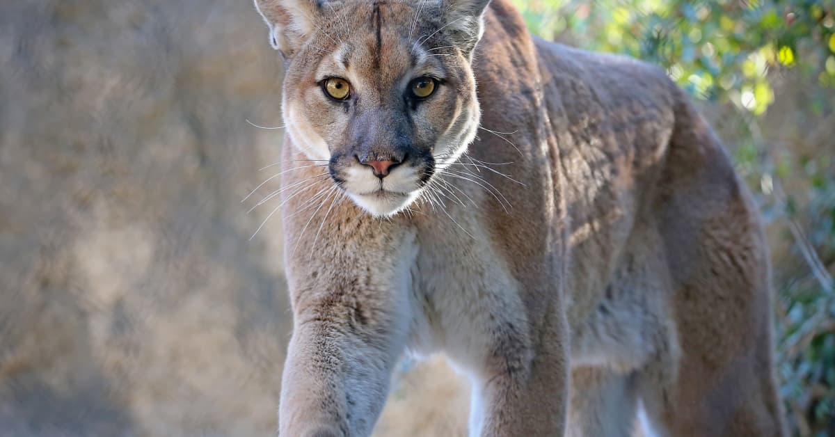 Cat Faces Off with Mountain Lion After It Approaches the Family Home ...