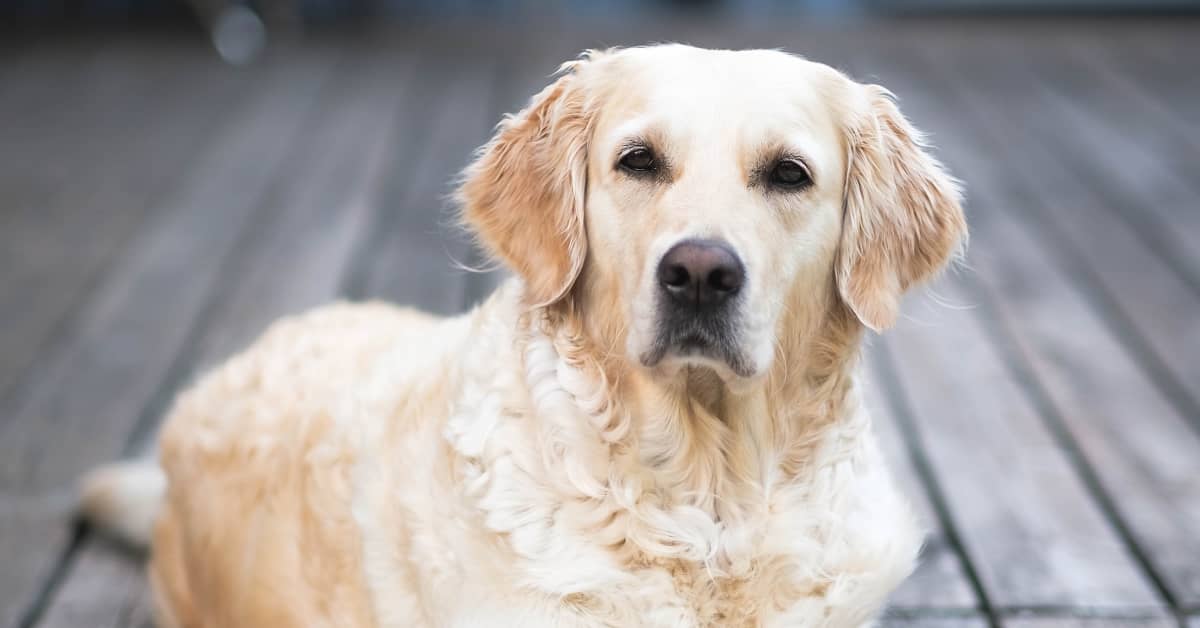 Dad Helps Golden Retriever Overcome Her Fear of a Bridge in ...