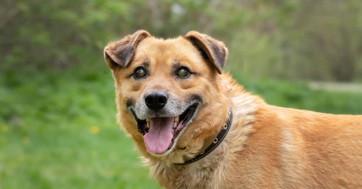 Story of 19-Year-Old Dog Finally Adopted After 14 Years in the Shelter ...