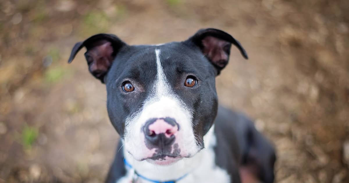 Dog Waiting at Adoption Event Where No One Showed Up Due to Rain Is ...