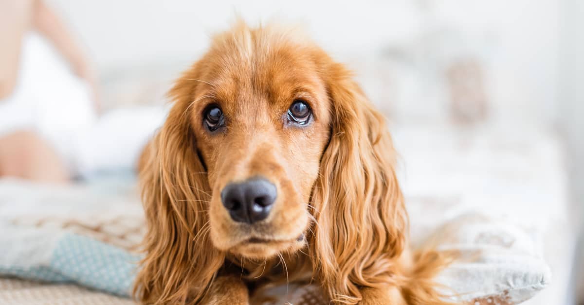 Woman Asks Hairdresser for the Same Shade of Blonde As Her Dog and We ...