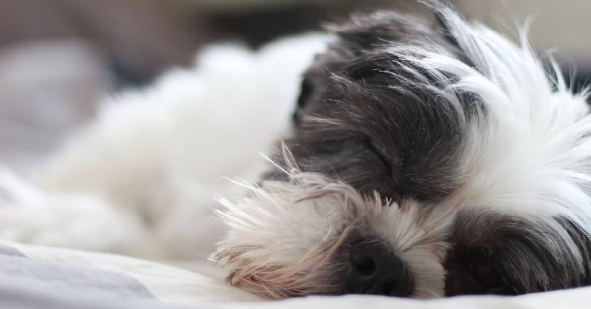 Shih-Tzu Puppy's Adorable Little Cries Have People So Obsessed - PetHelpful