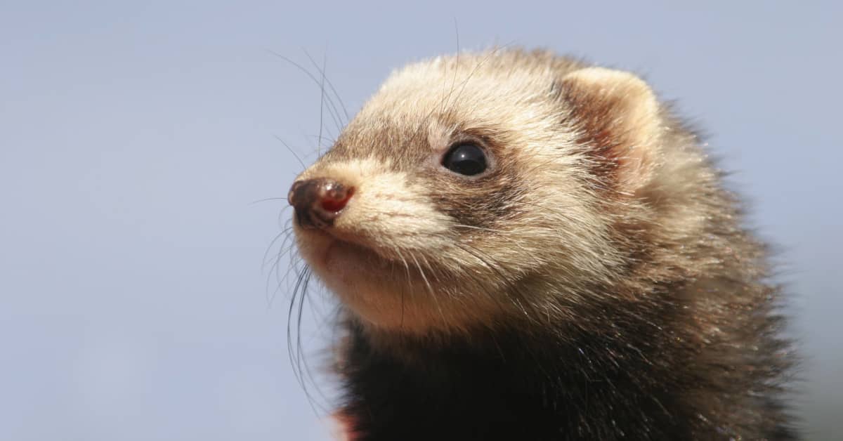 Ferret's Reaction To His First Puppuccino Has People Laughing Out Loud 