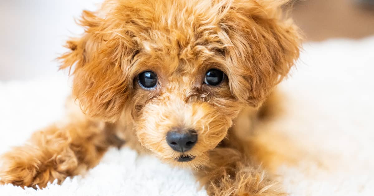 Video of Puppy Rescued From One of the 'Worst Puppy Mills' in Missouri ...