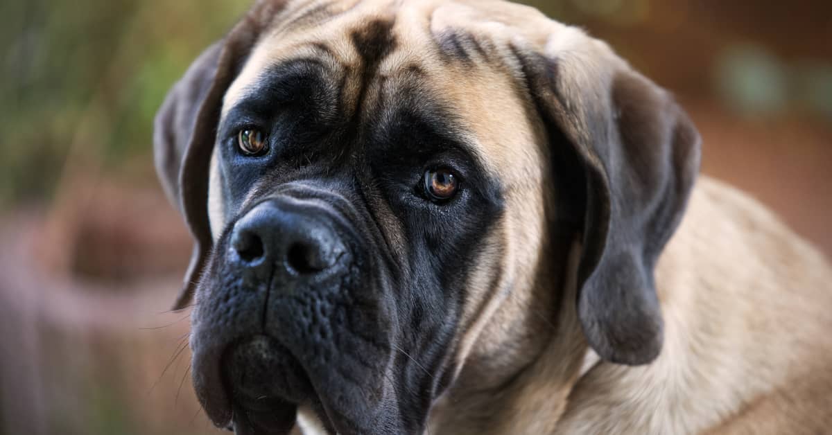 Mastiff Says Goodbye to Sister Who's Headed Back to College in Sad ...