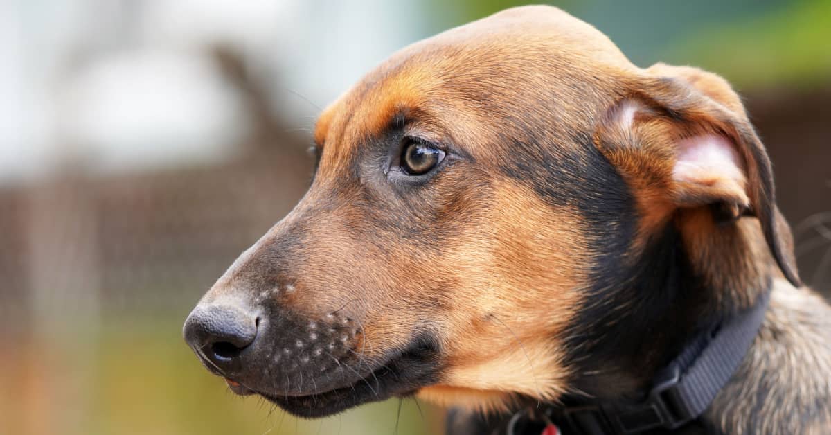 Heartwarming Video of Rescue Dog Finally Getting His Forever Home Comes ...