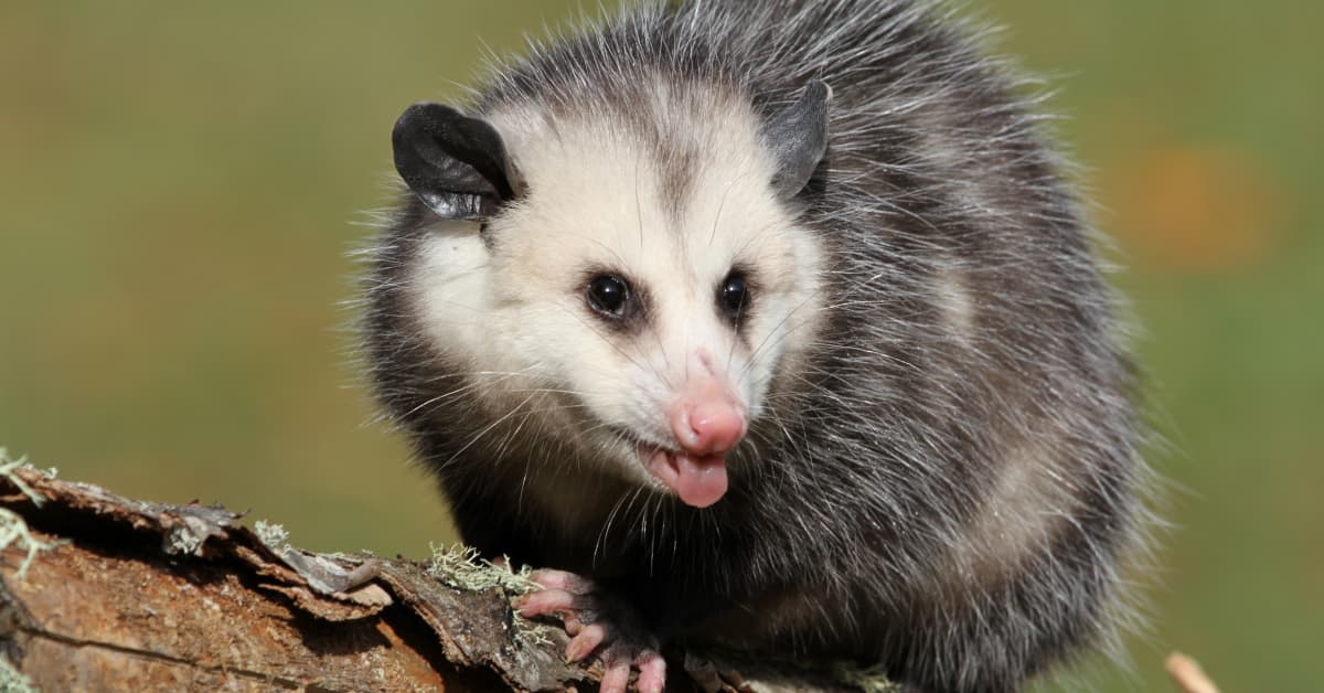 Pet Possum's Adorable Halloween Costume Makes Him Our New Superhero ...