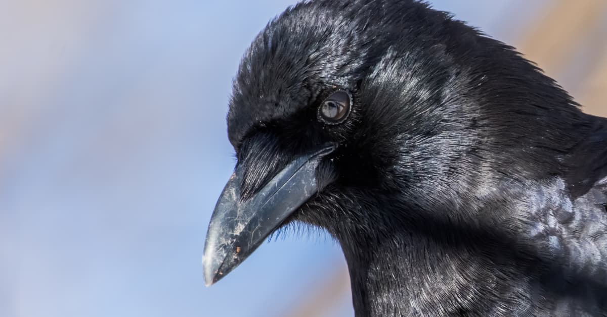 Pet Crow Has Sneaky and Smart Way of Getting Her Treats PetHelpful News