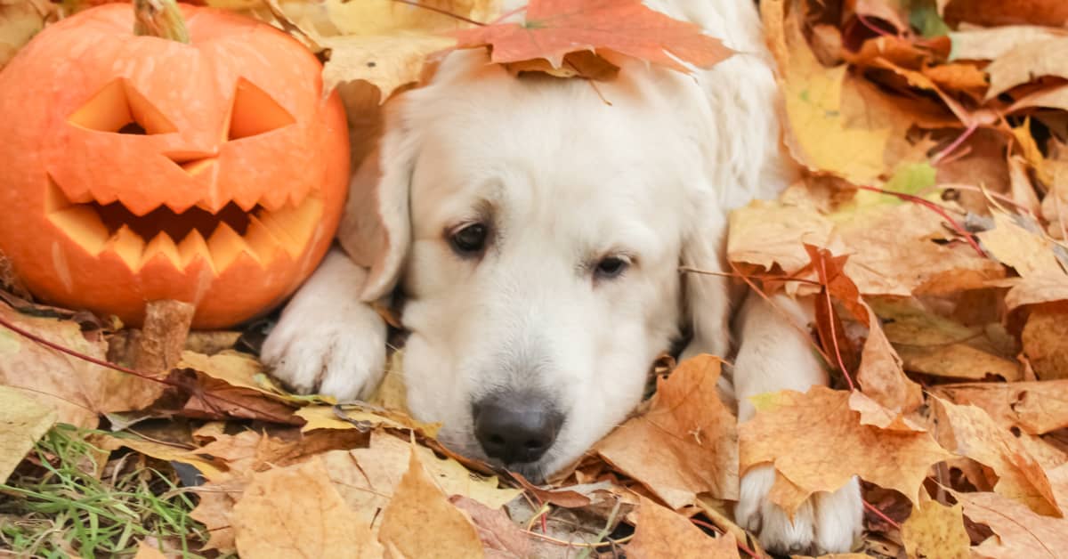 Golden Retriever's Innovative Halloween Costume Wins The Internet ...