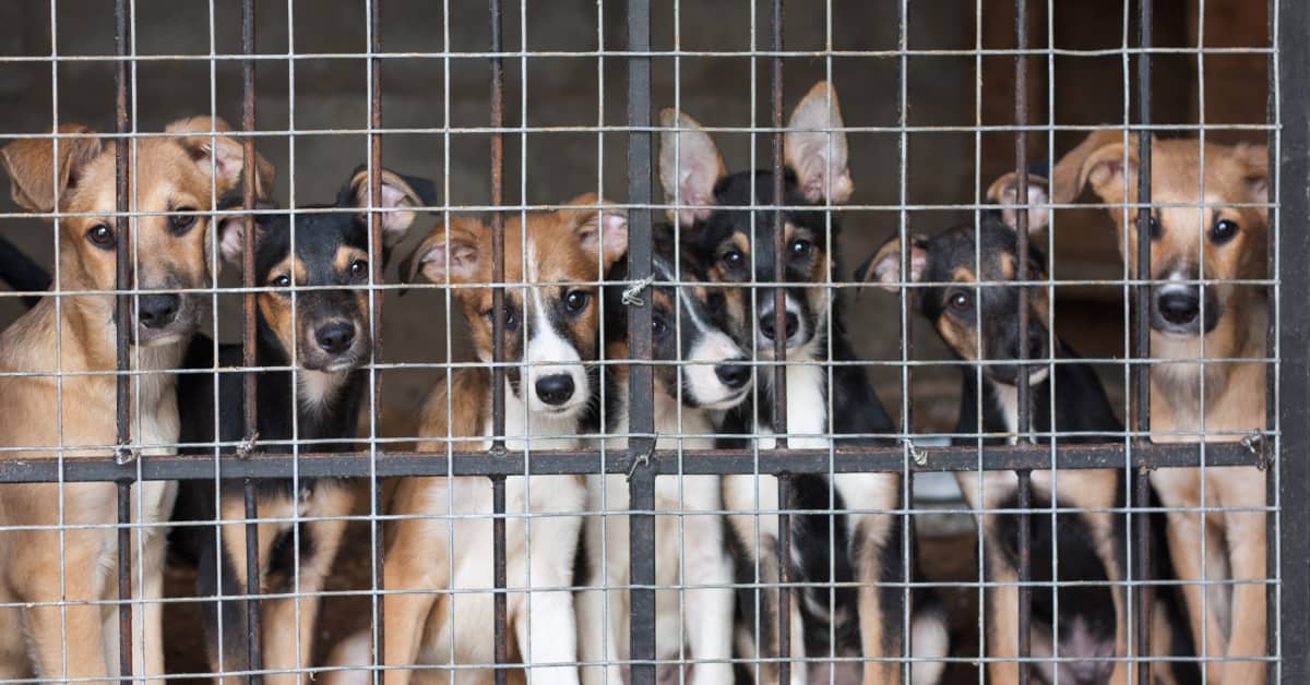 The '333 Rule' of Adopting a Shelter Dog Is Something Everyone Should