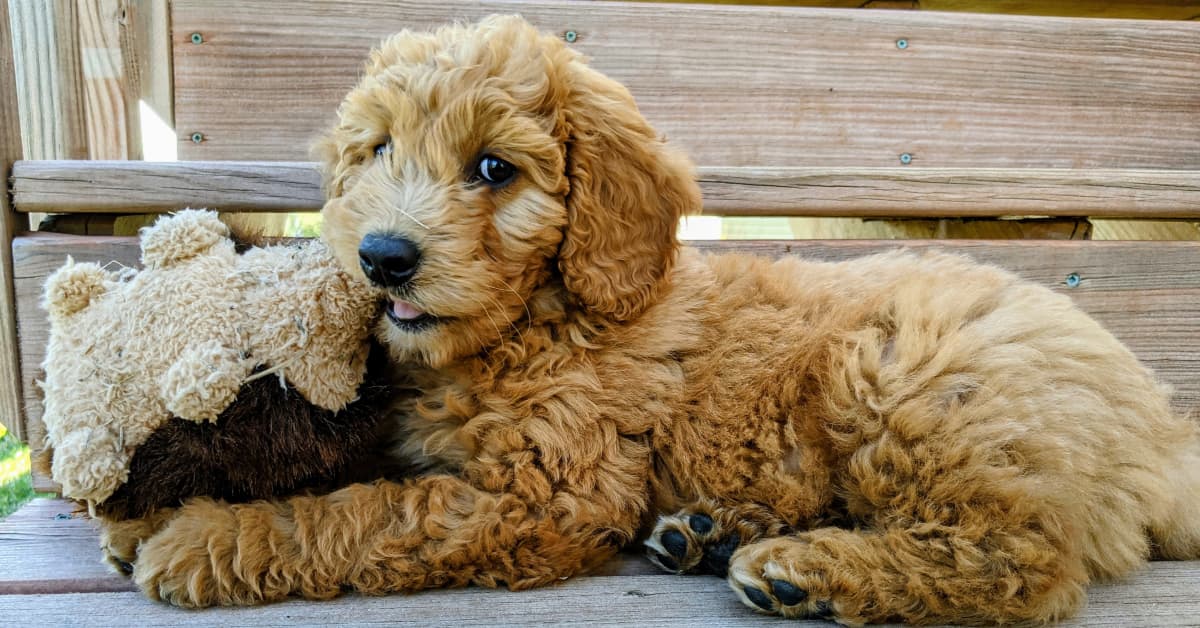 Goldendoodle 'Destroys' Stuffed Animal That Never Stood a Chance