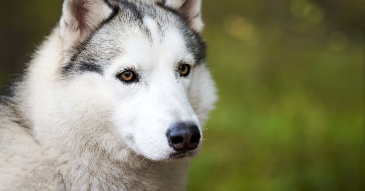 Dying Husky's Reaction to Baby Crawling for the First Time Is So Moving ...