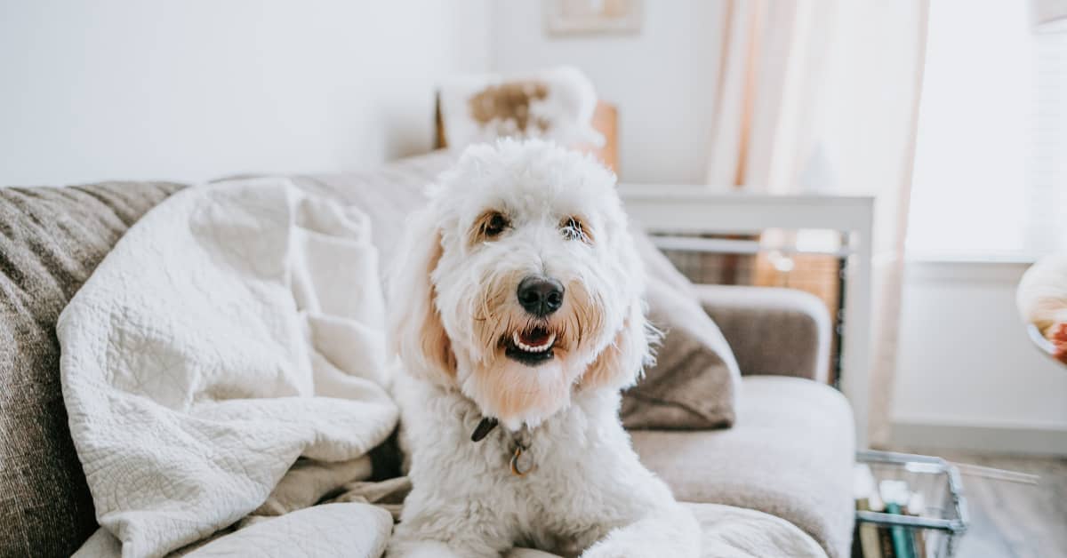 Golden Doodle Sweetly Cuddles His Rabbit Brother in Irresistible Video ...