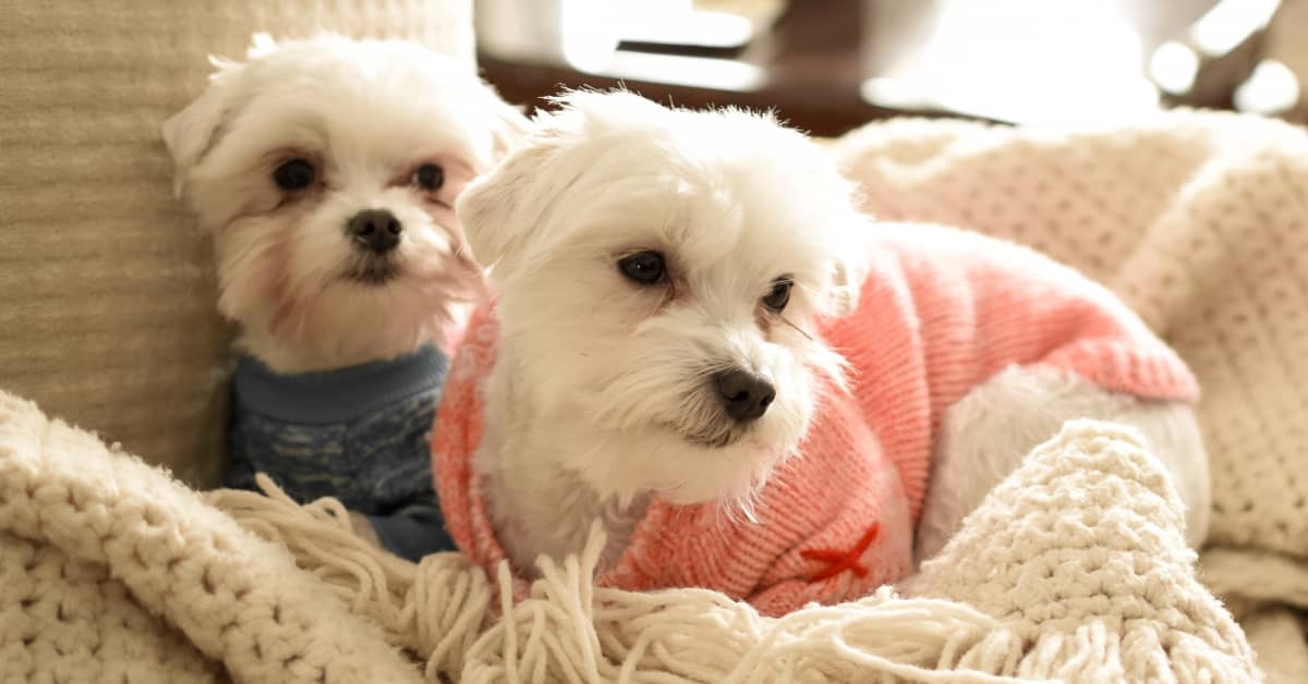 Ridiculously Cute Maltese Pups Have Us Ready for Sweater Weather