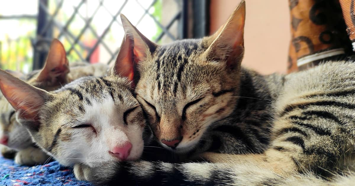 Sweet Video of Bonded Pair Of Cats Getting Adopted Gives Us All the ...