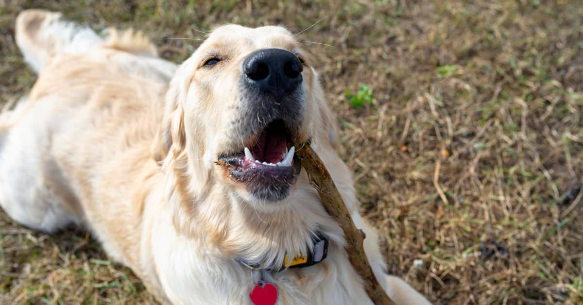 Dog's Adorable Way of Doing a 'Bitey Arm' Is Downright Precious