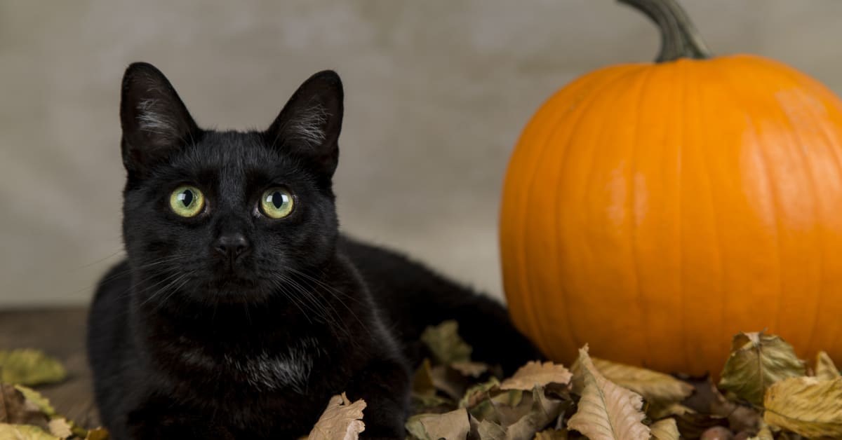 Black Cats' Pumpkin Gymnastics 'Routine' Is the Fall Content We're Here ...