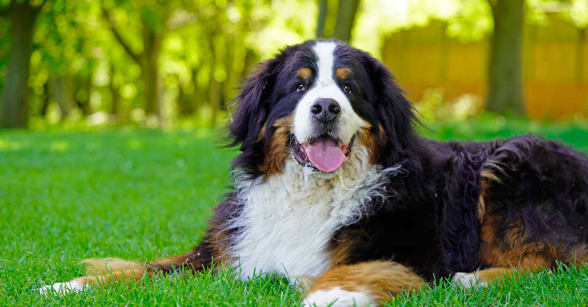 Bernese Mountain Dog Who Has Vitiligo Couldn't Be More Stunning ...