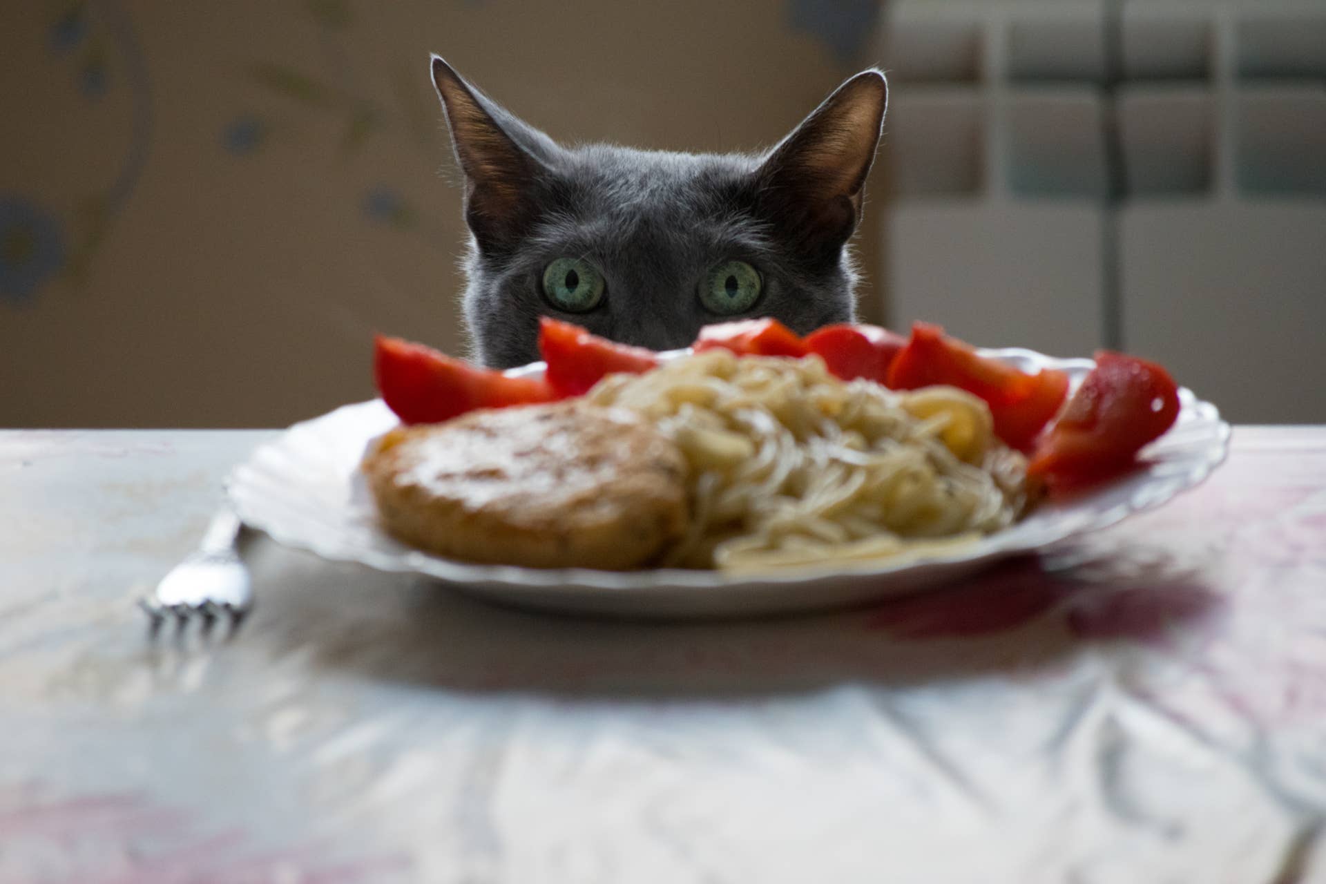 Cat Devouring Human Food Is Hilariously Just Like Us PetHelpful News