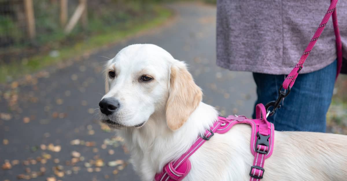 Golden Retriever's Funny Reaction to Mom Putting Her Harness on Is Too Cute PetHelpful News