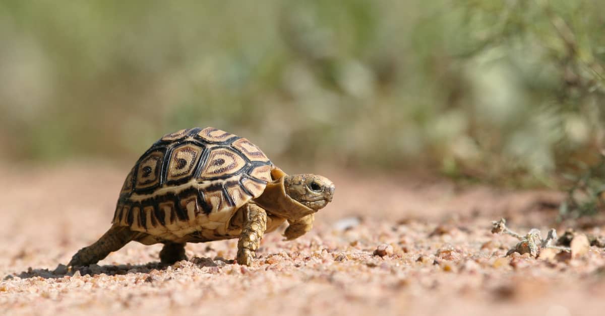 Glimpse Into Tortoise's Daily Life Is Brightening Timelines - Pethelpful