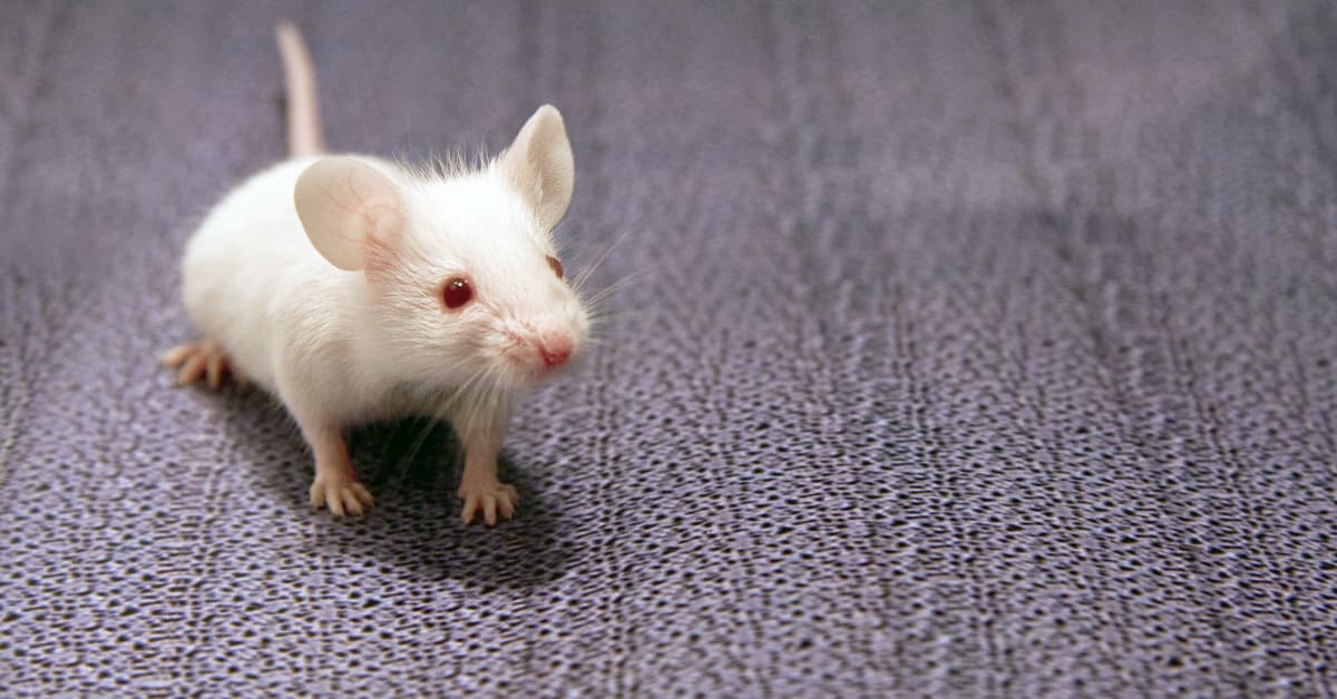 Health Problems in Pet Mice - PetHelpful