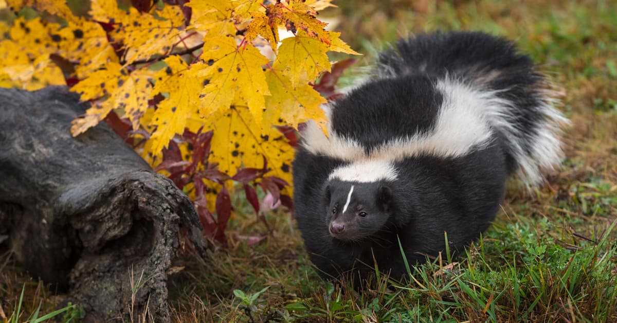 Pet Skunk's Adoration for Fall Leaves Is Too Cute to Resist ...