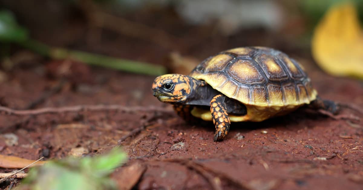 Video Showing Day in the Life of Tiny Tortoise Is So Irresistible ...