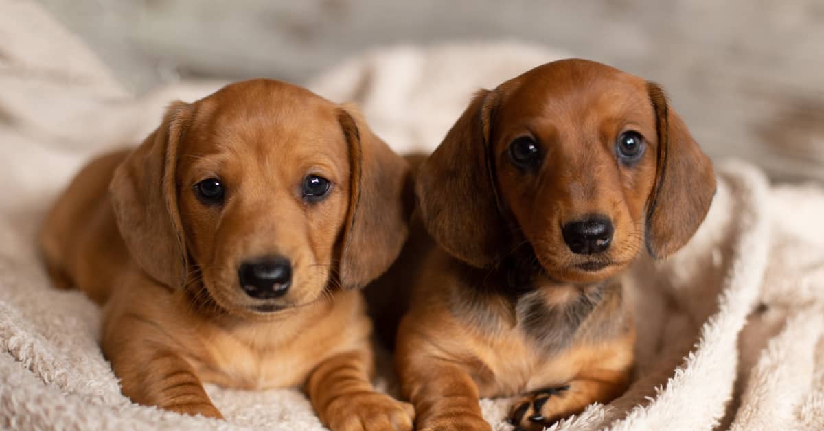 Adorable Dachshunds' Love for Each Other Is Just So Pure PetHelpful News