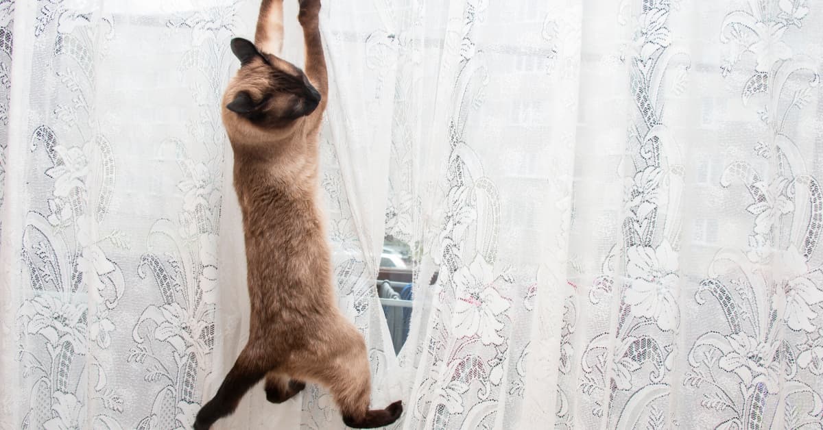 Video Shows the AllTooReal Struggle of Having Curtains and Cats