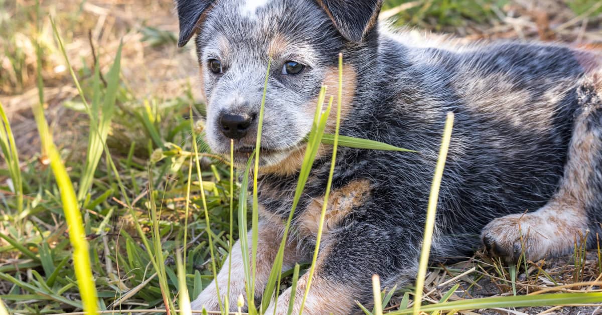 Blue Heeler Puppy Has the Sassiest Attitude at Just 3 Weeks Old ...