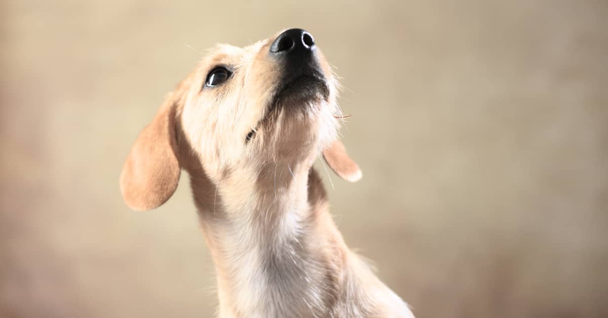 Rescue Dog Feeling an Instant Bond With Her Forever Family Is So ...