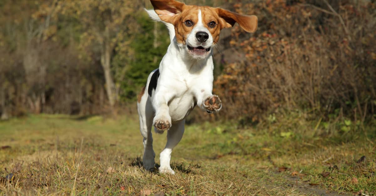 Beagle Escaping Capture and Running Around the Basketball Court Only