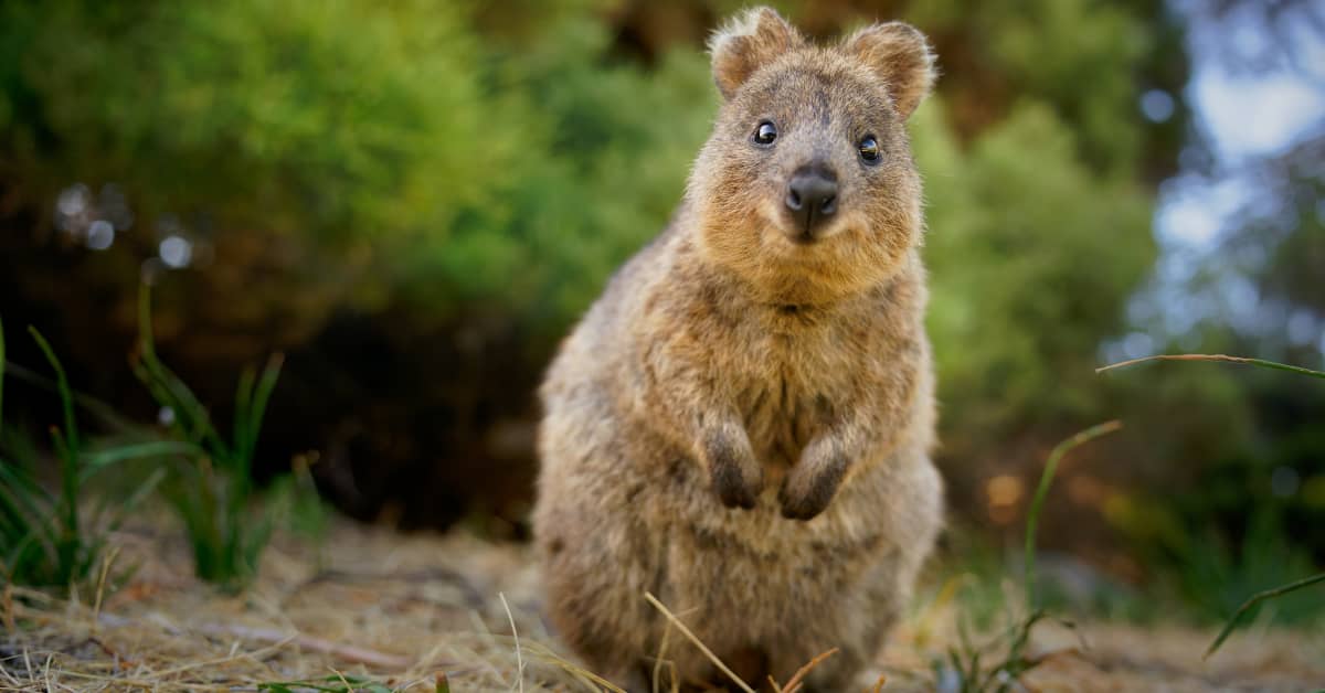 Robert Irwin Shares Exciting News About the Australia Zoo - PetHelpful News