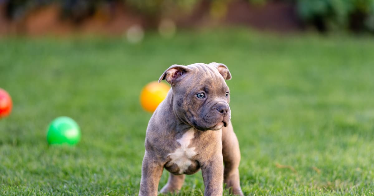 Dog Mom Demonstrates Difference Between Her Staffy and American Bully in  Funny Video