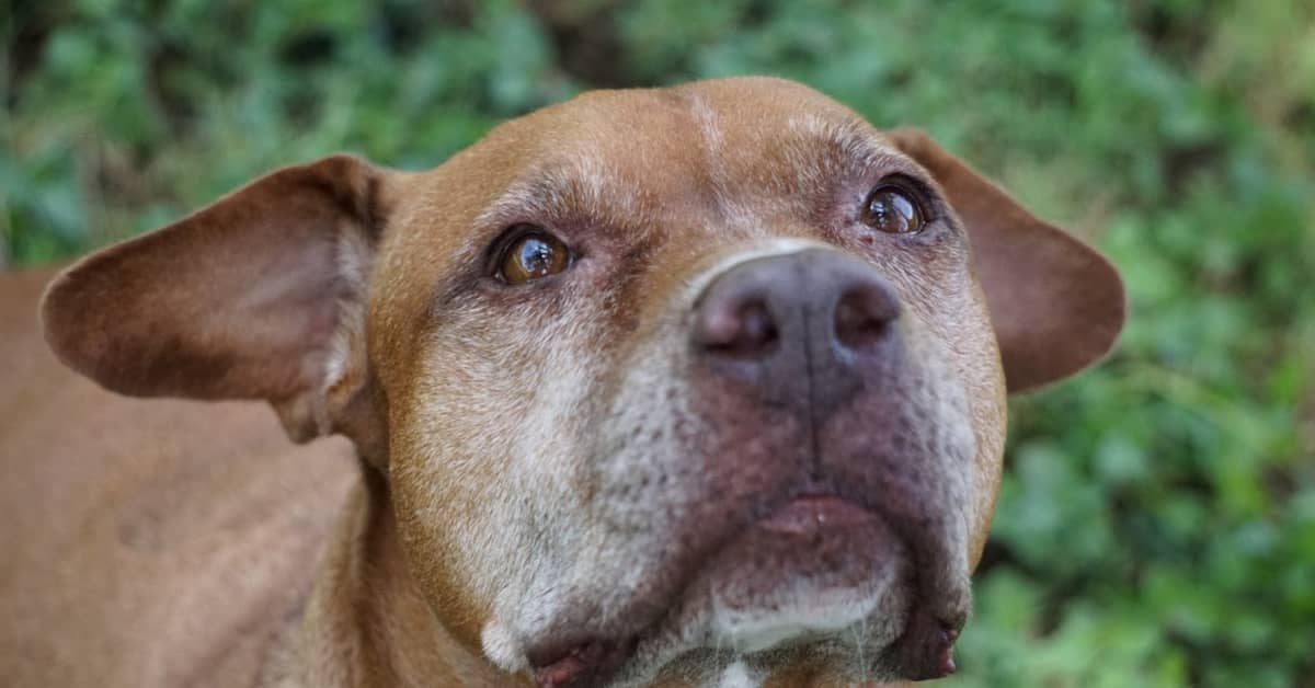 Sad 15YearOld Dog Surrendered to Shelter at the End of His Life Is