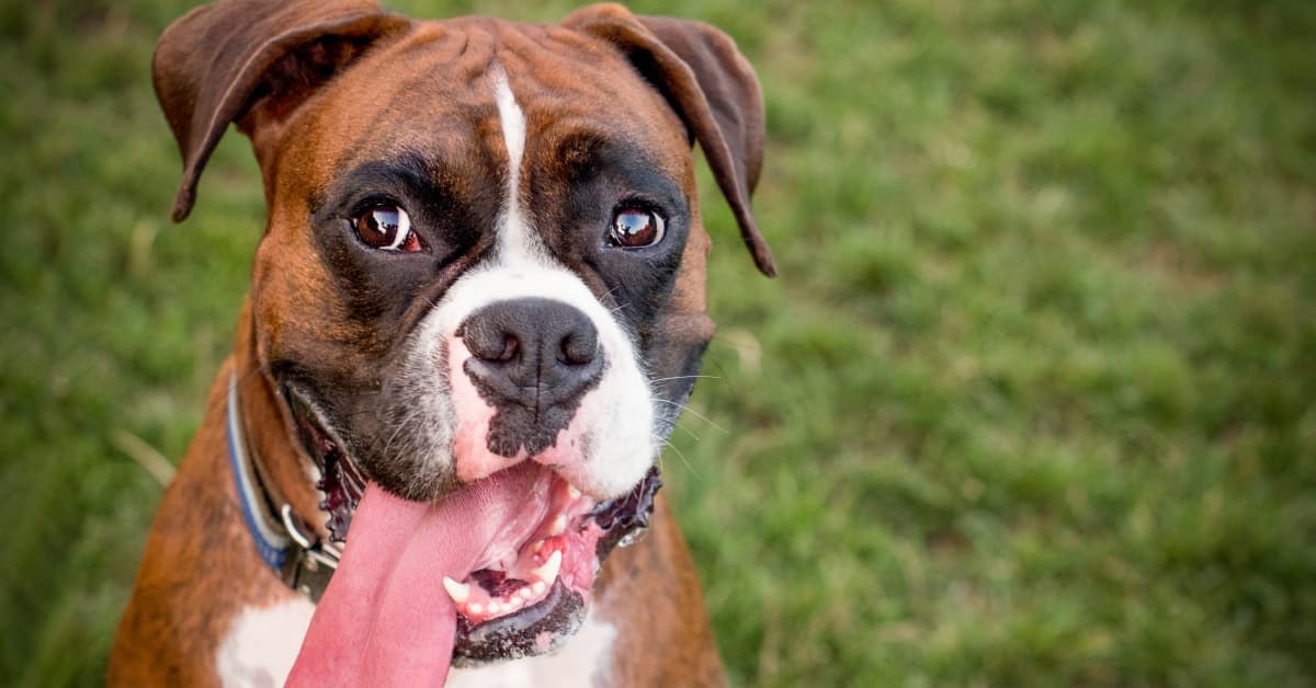 Boxer’s Pure Love of Jumping on the Trampoline Is So Wholesome