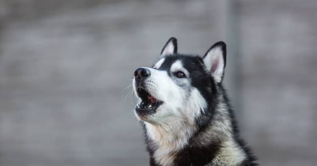 vet-tech-does-the-perfect-impersonation-of-how-huskies-act-at-the
