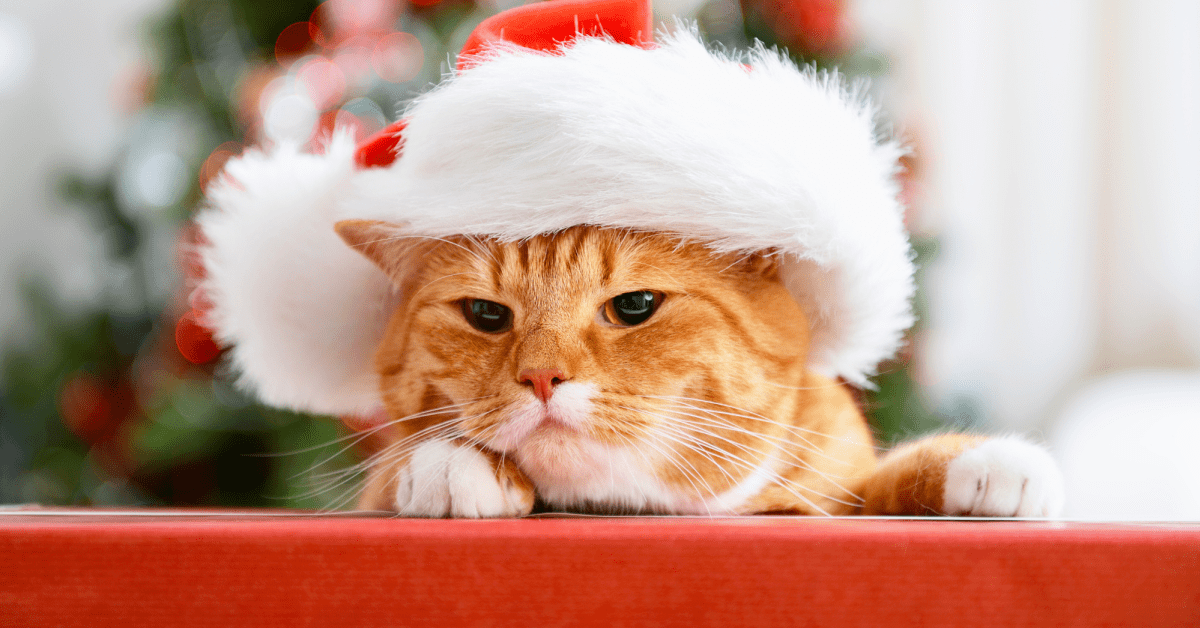 What Cats Can & Can't Eat For Christmas, According To A Vet - Pethelpful